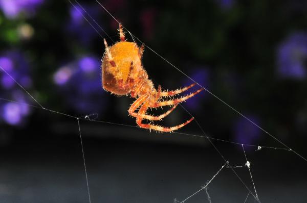Photo of Araneus gemma by <a href="http://www.adventurevalley.com/larry">Larry Halverson</a>